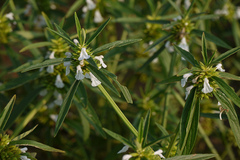 Leucas lavandulifolia